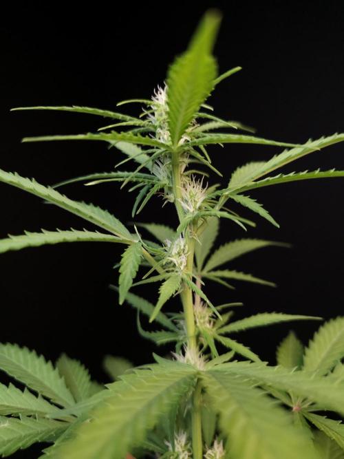 Zkittlez auto 3. Week 1