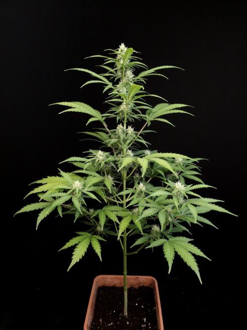 Zkittlez auto 3. Week 2