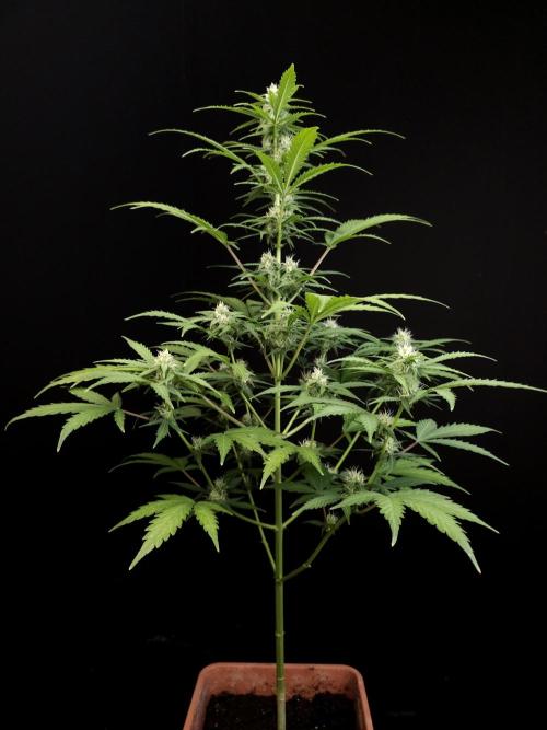 Zkittlez auto 3. Week 2