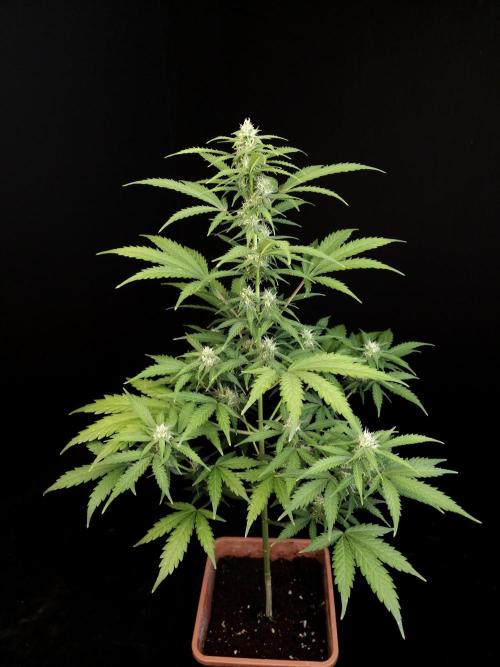Zkittlez auto 3. Week 2