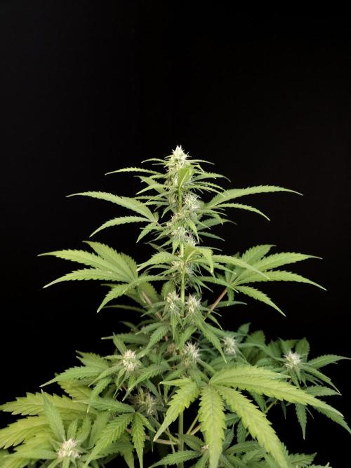 Zkittlez auto 3. Week 2