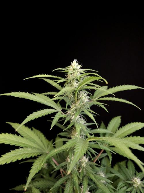 Zkittlez auto 3. Week 2