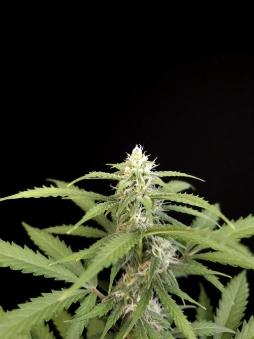 Zkittlez auto 3. Week 2