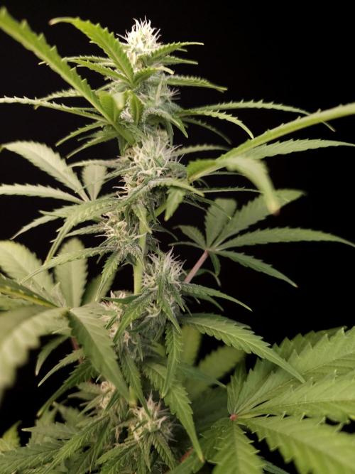Zkittlez auto 3. Week 2