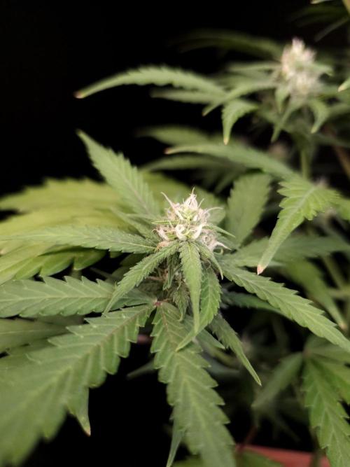 Zkittlez auto 3. Week 2