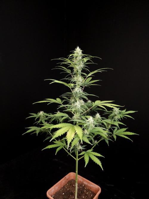 Zkittlez auto 3. Week 3