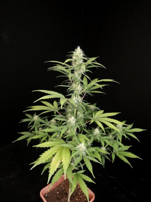 Zkittlez auto 3. Week 3