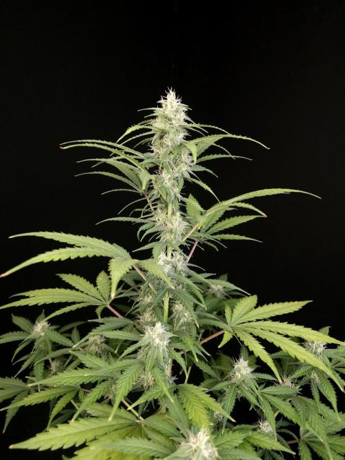 Zkittlez auto 3. Week 3
