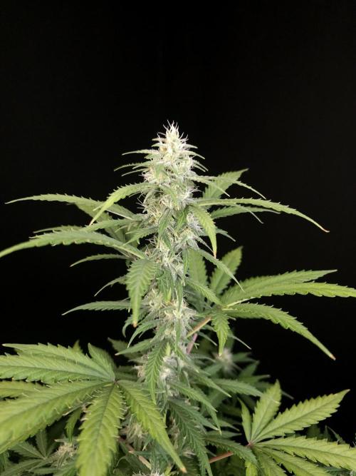 Zkittlez auto 3. Week 3