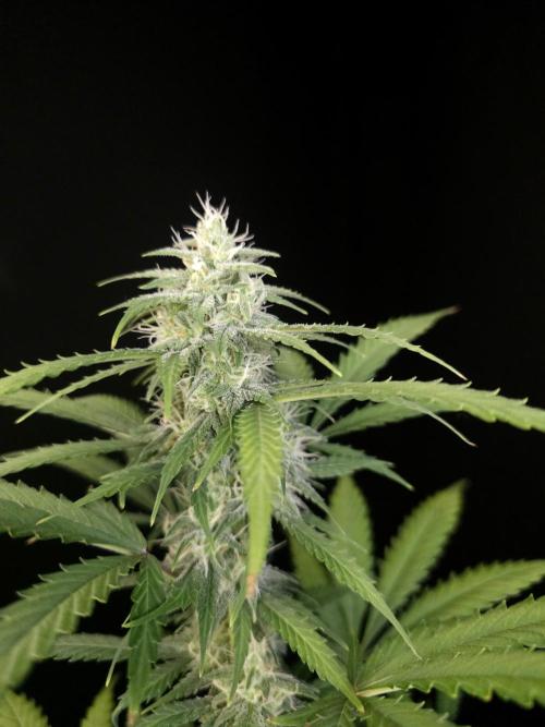 Zkittlez auto 3. Week 3