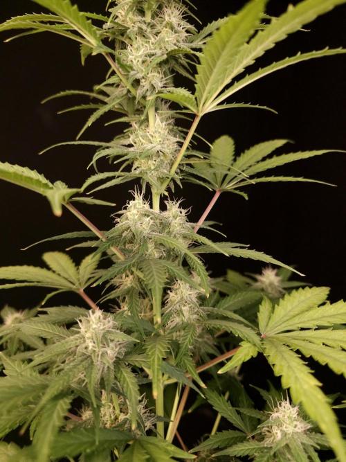 Zkittlez auto 3. Week 3