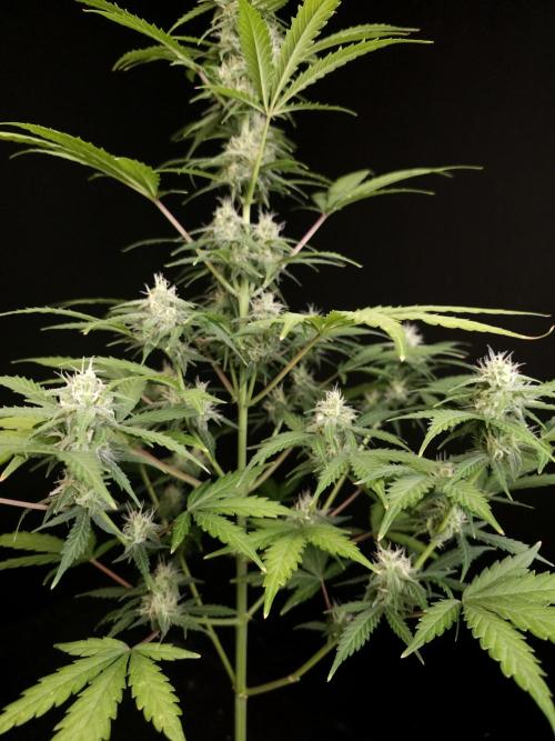 Zkittlez auto 3. Week 3