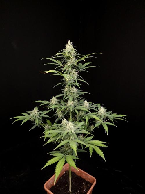Zkittlez auto 3. Week 4