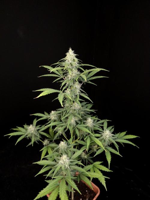 Zkittlez auto 3. Week 4