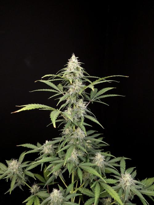 Zkittlez auto 3. Week 4
