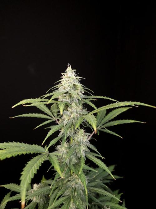 Zkittlez auto 3. Week 4