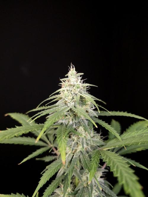 Zkittlez auto 3. Week 4