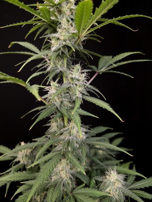 Zkittlez auto 3. Week 4