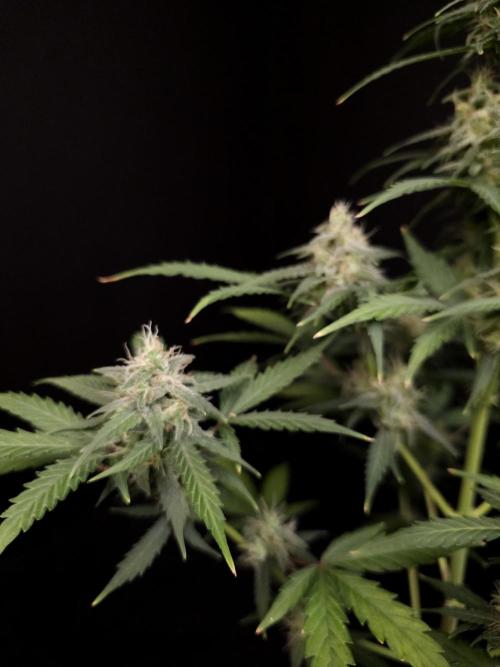 Zkittlez auto 3. Week 4