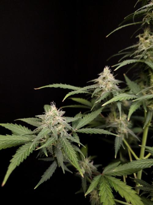Zkittlez auto 3. Week 4