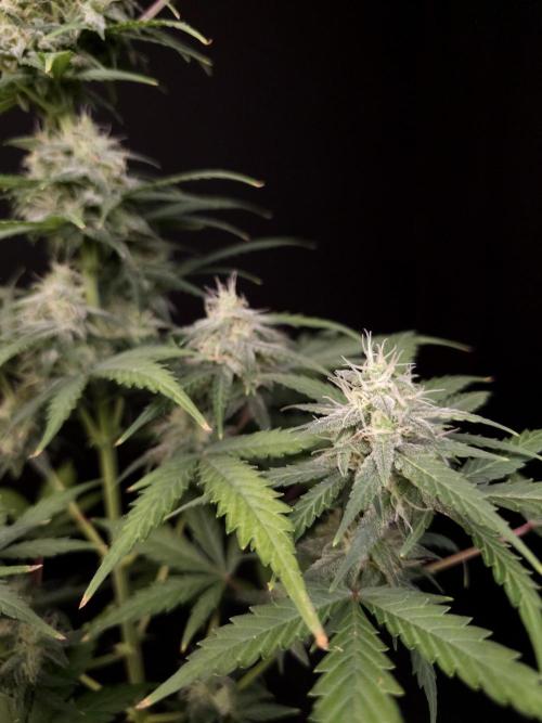 Zkittlez auto 3. Week 4