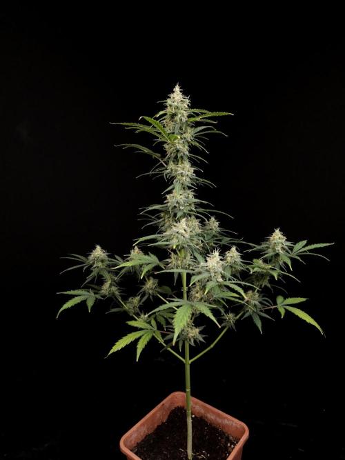 Zkittlez auto 3. Week 5