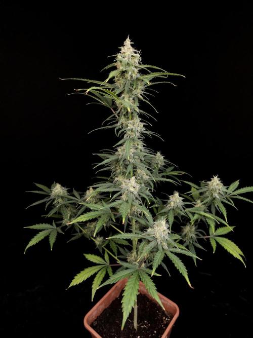 Zkittlez auto 3. Week 5