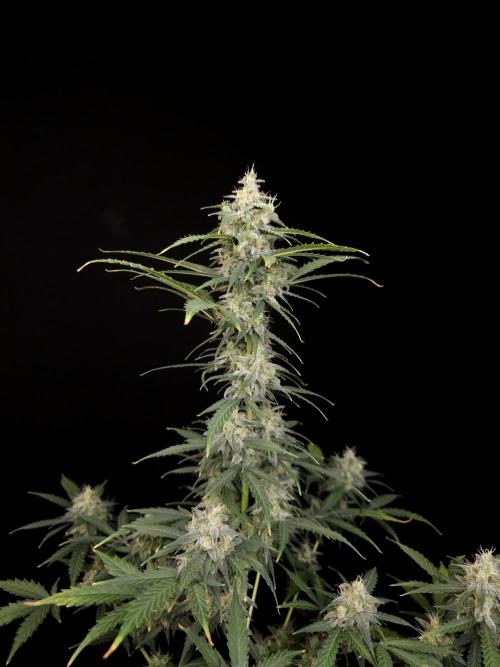Zkittlez auto 3. Week 5
