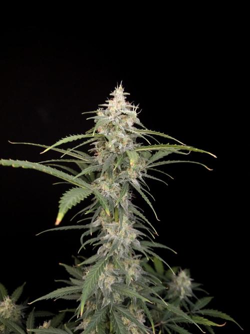 Zkittlez auto 3. Week 5