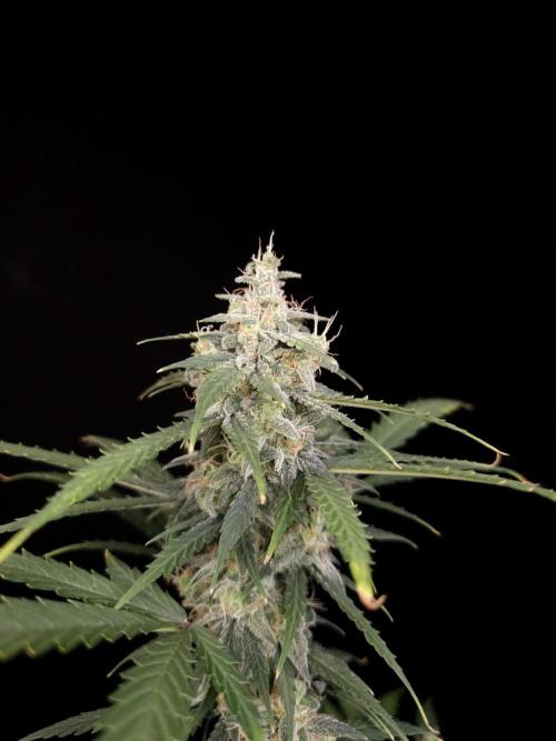 Zkittlez auto 3. Week 5