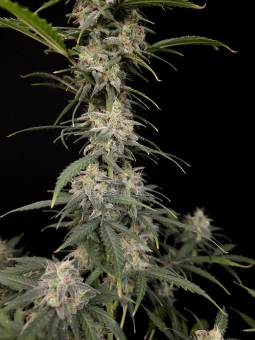 Zkittlez auto 3. Week 5