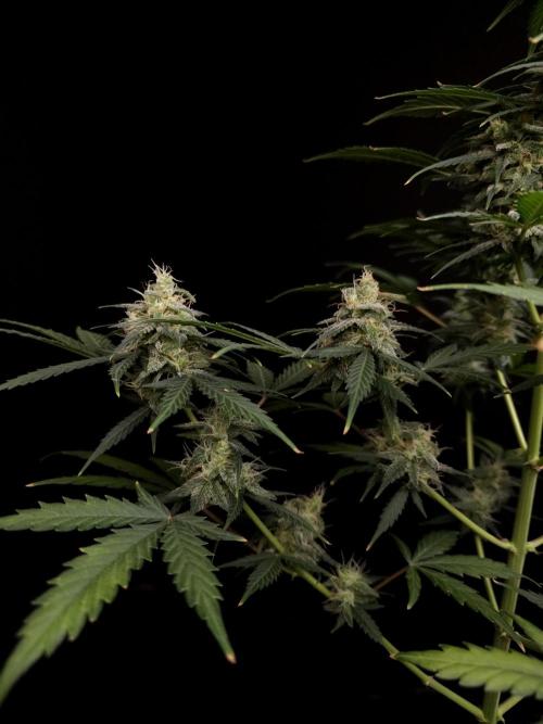 Zkittlez auto 3. Week 5