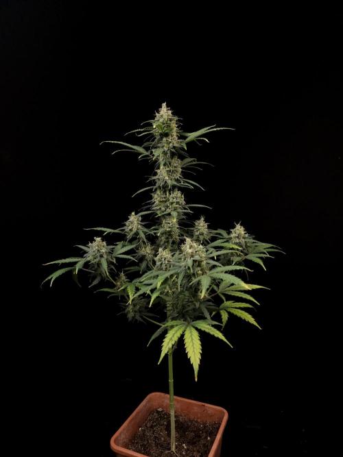 Zkittlez auto 3. Week 6