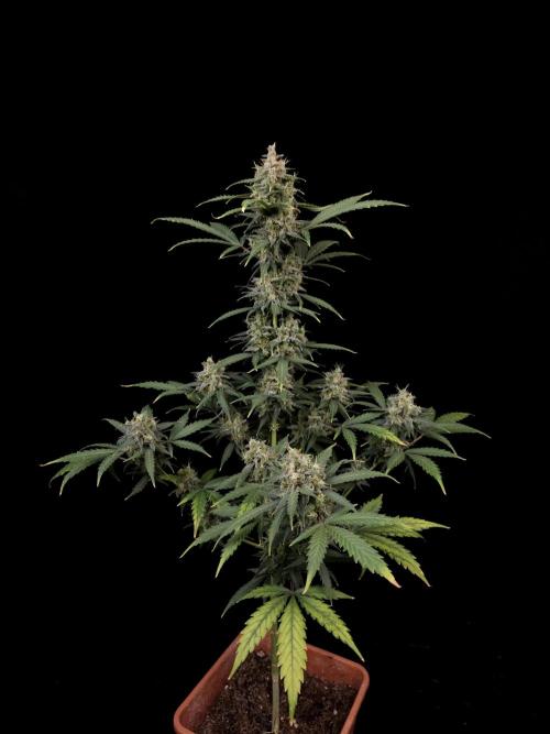 Zkittlez auto 3. Week 6