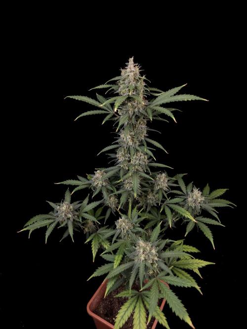 Zkittlez auto 3. Week 6