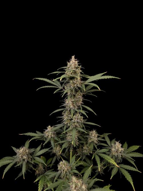 Zkittlez auto 3. Week 6