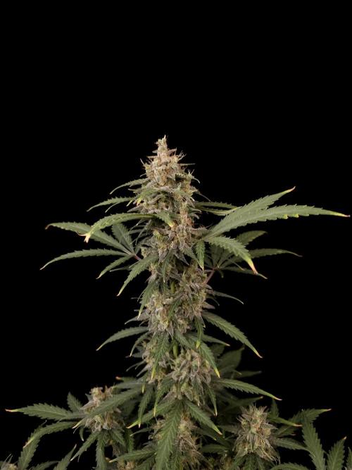 Zkittlez auto 3. Week 6