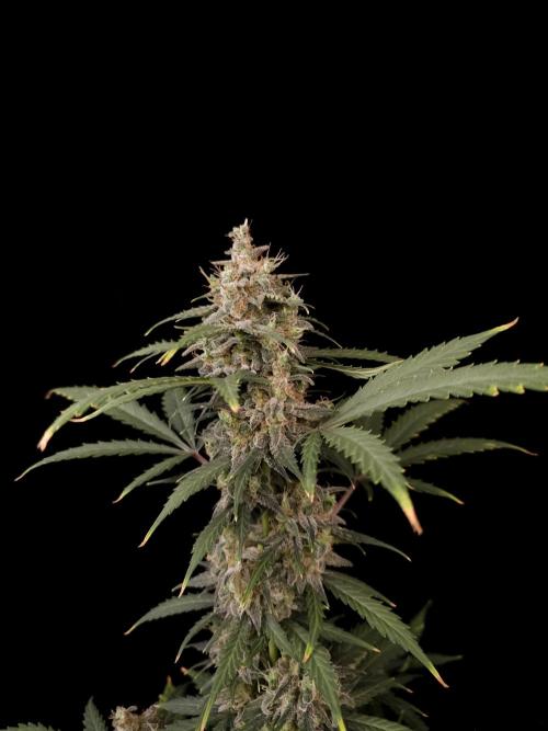Zkittlez auto 3. Week 6