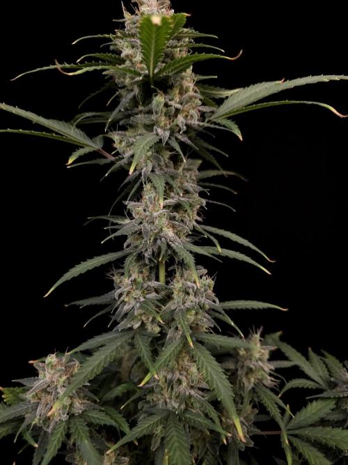 Zkittlez auto 3. Week 6