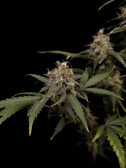 Zkittlez auto 3. Week 6