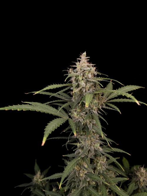 Zkittlez auto 3. Week 6