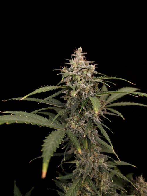 Zkittlez auto 3. Week 6