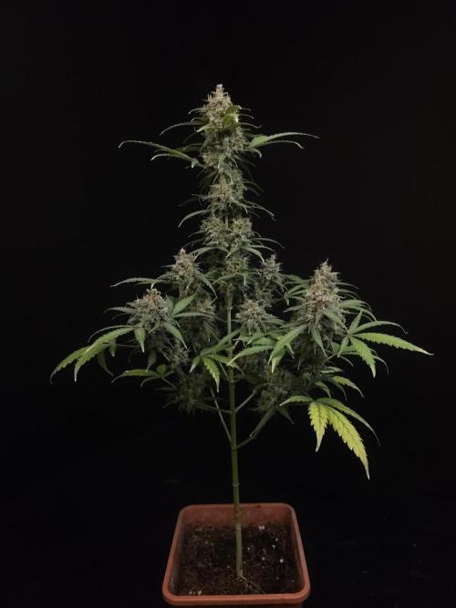 Zkittlez auto 3. Week 7