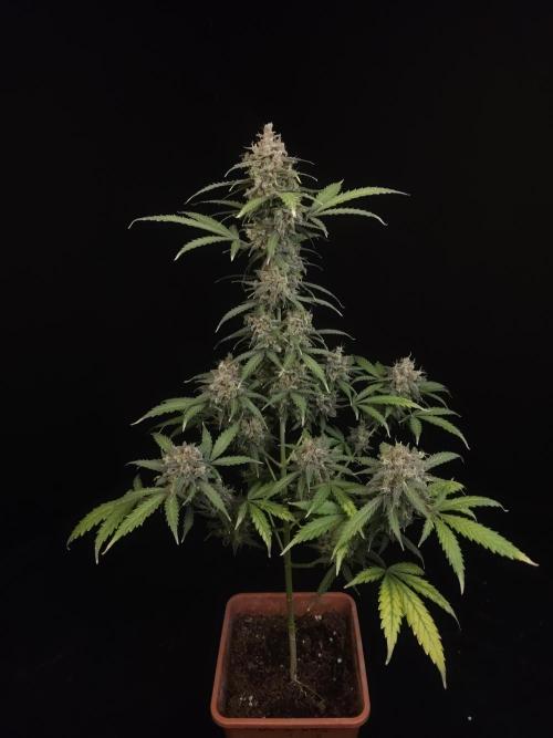 Zkittlez auto 3. Week 7