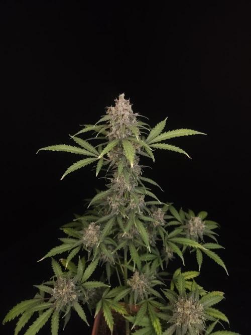 Zkittlez auto 3. Week 7
