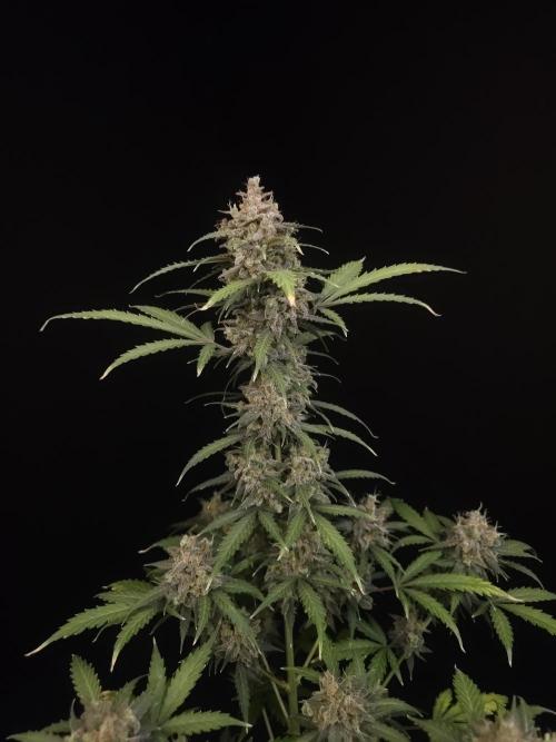 Zkittlez auto 3. Week 7