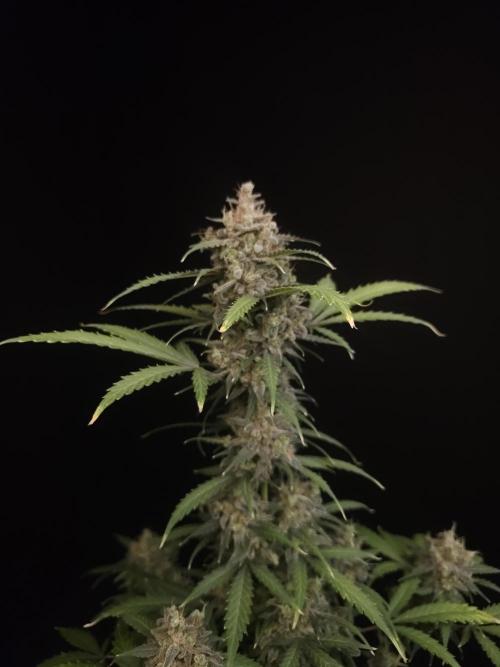 Zkittlez auto 3. Week 7