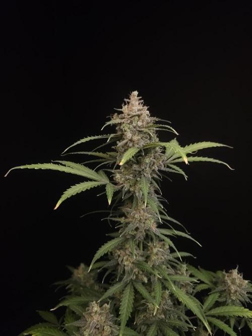 Zkittlez auto 3. Week 7