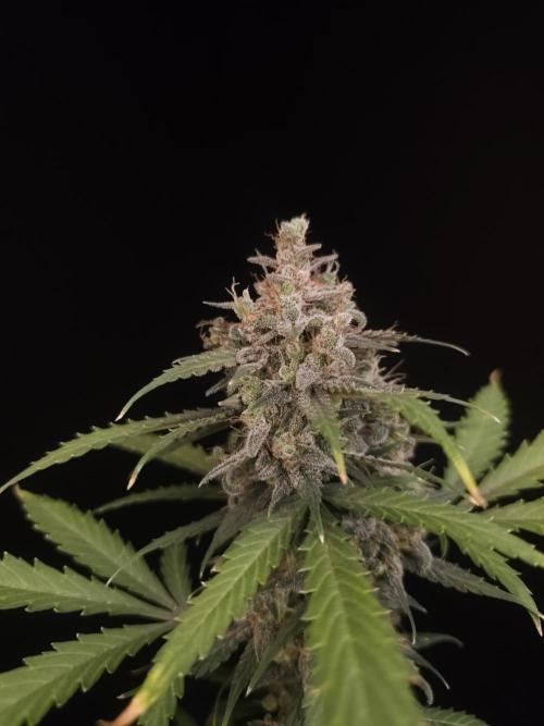 Zkittlez auto 3. Week 7