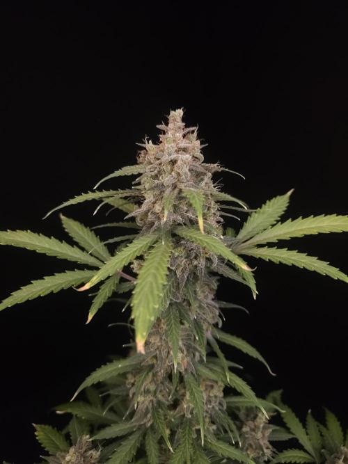 Zkittlez auto 3. Week 7